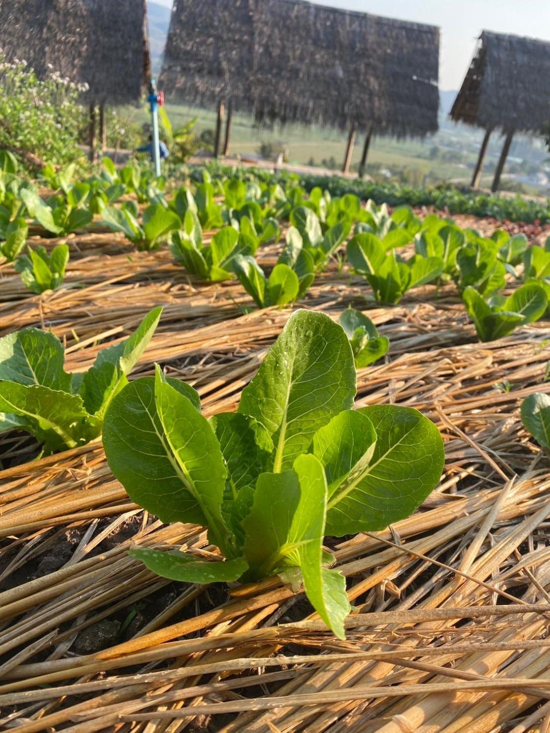 สวนผักฮิมดอยโฮมสเตย์ Pakhimdoi Farm